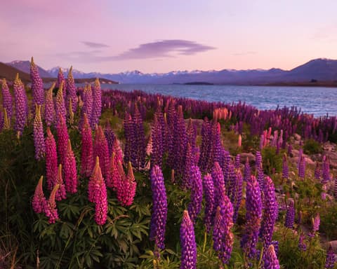 Gran Tour de Nueva Zelanda (Días 4-15)