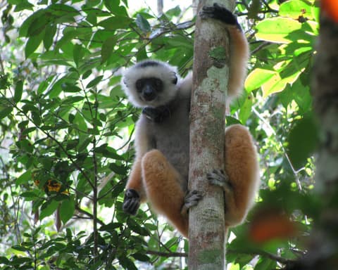 ESENCIAS DE MADAGASCAR