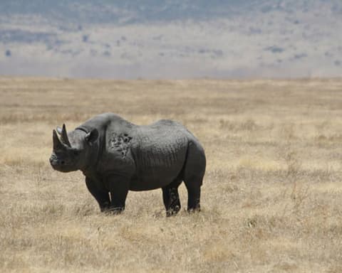 SAFARI KST 314 - SERENA LODGES 2026 - Tour VII