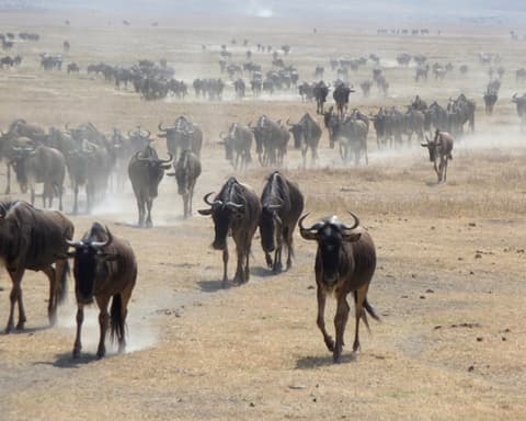 3-Day Tanzania Safari: Arusha | Ngorongoro Crater