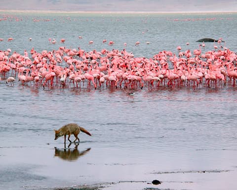 4-Day Tanzania Safari: Arusha | Lake Manyara | Ngorongoro