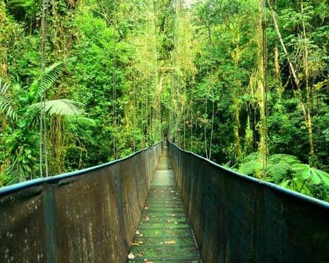 PACIFICO COSTARRICENSE 2026