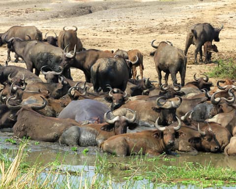 Colores de Uganda y Ruanda