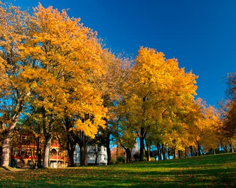 Bellezas de Noruega Fin Copenhague (2026)
