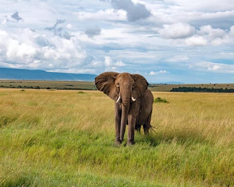 4 Giorni Tsavo Amboseli E Taita hills da Watamu