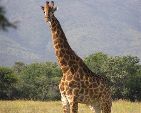 Desert & Delta Safaris: BODDS 9MK/9 Night Package - MUB/BBK - Any 4 Lodges