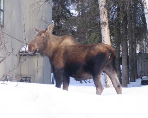 Alaska en autocaravana