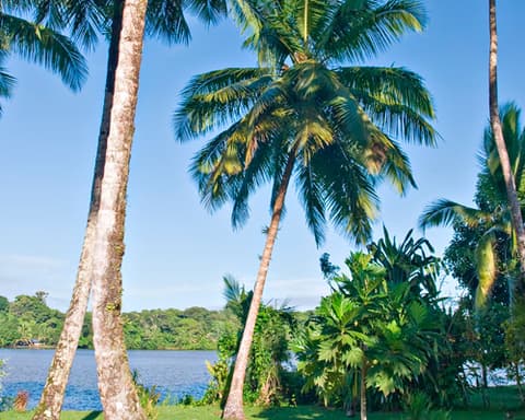 Paquete Tortuguero & Selva Bananito Colectivo 5 Días/4 Noches desde San José/hasta Costa del Caribe Sur