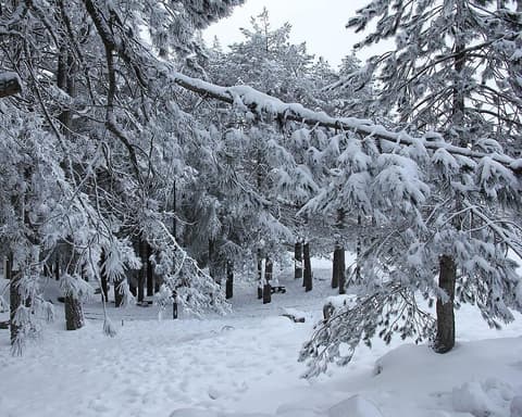 CARNEVALE A TEMPIO  DAL 16 AL 17 FEBBRAIO 2026 