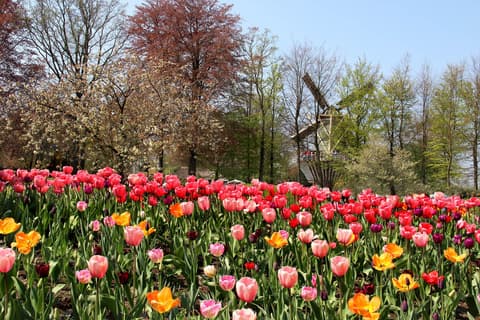 PAISAJES DE EUROPA (Ams/Mad)