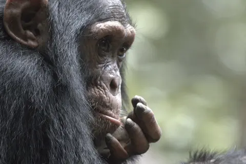 Gorillas Through the Mist - Amakoro Songa Lodge (On Request)