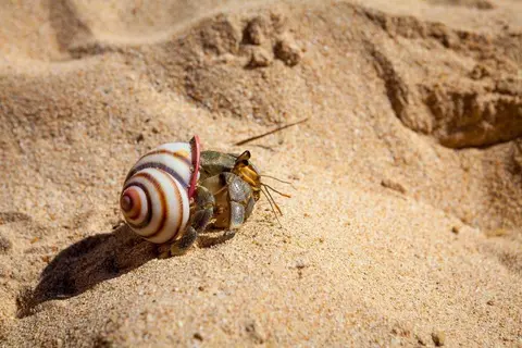 Recorrido por la playa de la costa sur