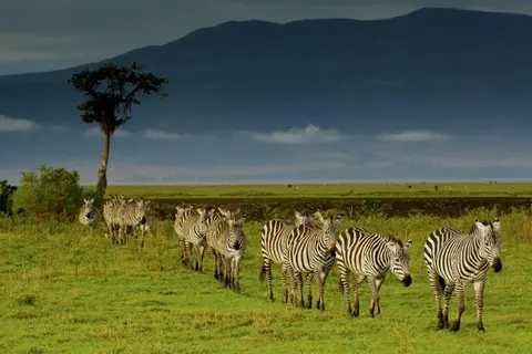 Simba Safari, Serena Lodges: recorrido privado