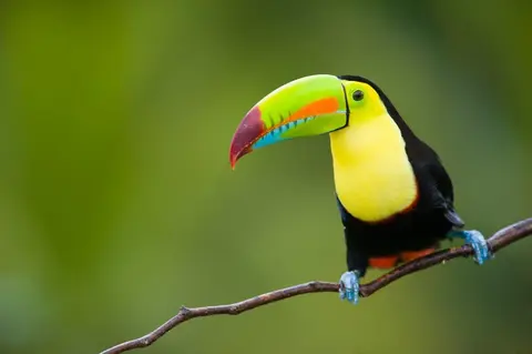 Tropical Costa Rica 5 Days, Short Break