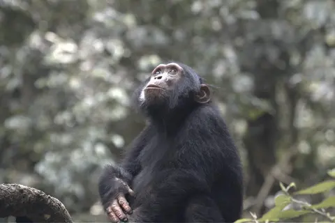 Gorillas Through the Mist - Amakoro Songa Lodge (On Request)