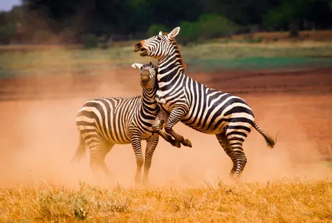 Kilimanjaro to Mombasa, Private Tour 
