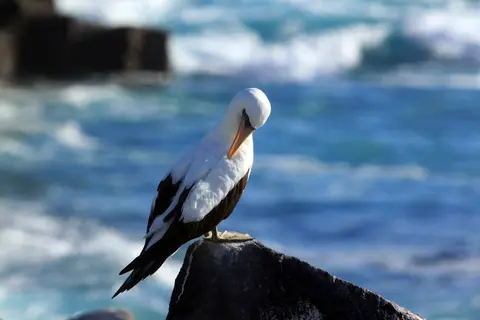 Galápagos en Grande: 9 Días de Aventura en las Islas Más Icónicas