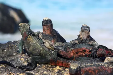 Galápagos en Grande: 9 Días de Aventura en las Islas Más Icónicas