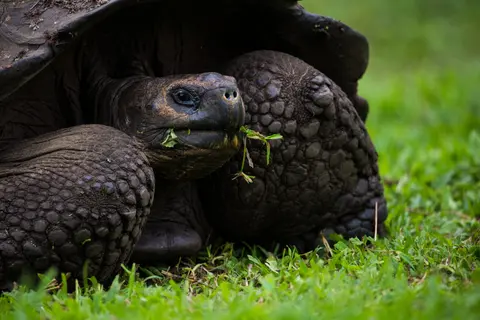 Galápagos en Grande: 9 Días de Aventura en las Islas Más Icónicas