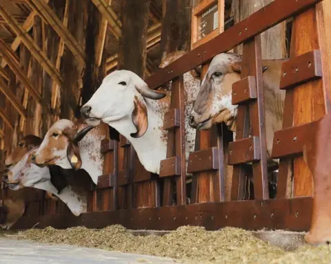 CLASSIC EJE CAFETERO 3N4D