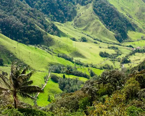 Coffee Route - Armenia & Medellin