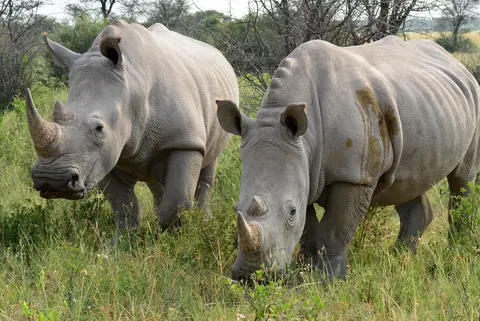 Southern Africa Highlights