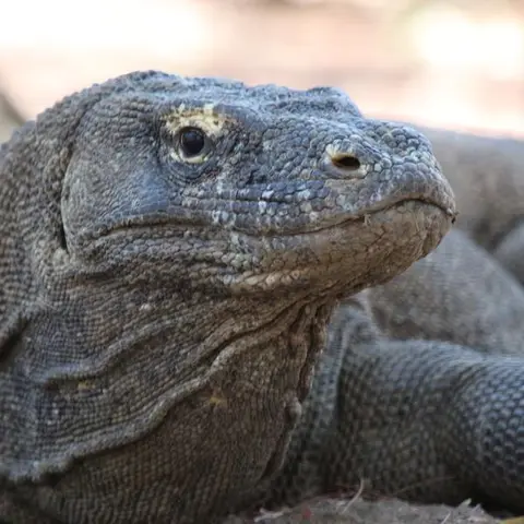 Bali and Komodo: Dragons, Rice Terraces & Cultural Ceremonies