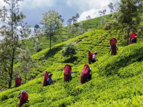 All in One Sri Lanka