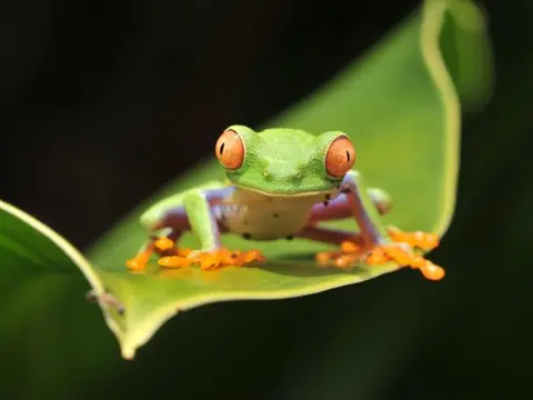 Into the Wild: A Costa Rican Escape, Self-drive