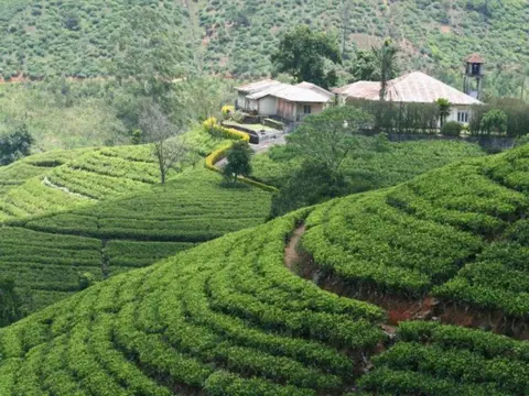 All in One Sri Lanka