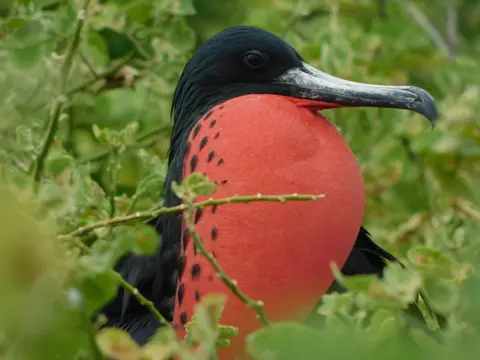 6-Day Galápagos Escape: Volcano Trails & Wildlife Encounters