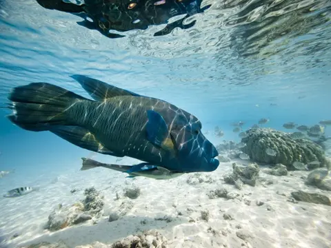 Semplicemente Mauritius, tour privato (hotel 5* solo per adulti)