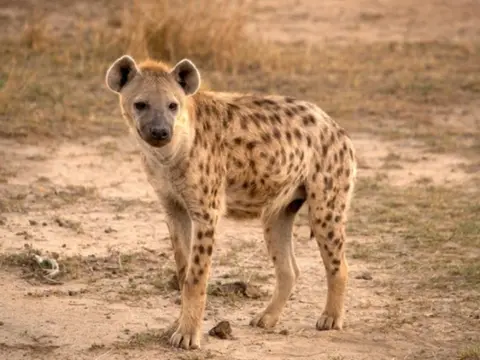 Punda Milia, Safari Seul