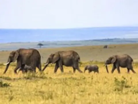 Punda Milia, Safari Seul