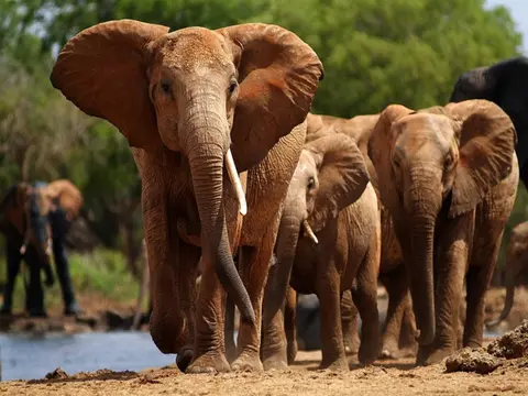 Voyager Beach Resort & Tsavo Safari