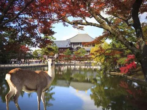 Circuito individual: Japón Esencial con actividades incluidas en 3 estrellas