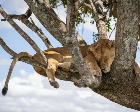Safari "Serengeti Nationalpark" (ab Arusha bis Sansibar)