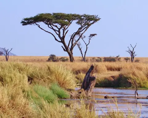 Flugsafari "Serengeti, Ngorongoro und Lake Manyara"