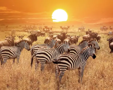 Exclusive Serengeti