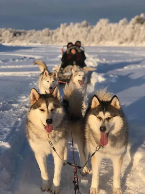 Guesthouse Arctic Heart, 