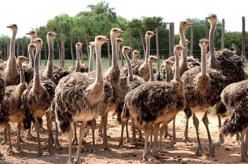 Extensiones: Ruta Jardín - Desde Ciudad del Cabo 2 Noches