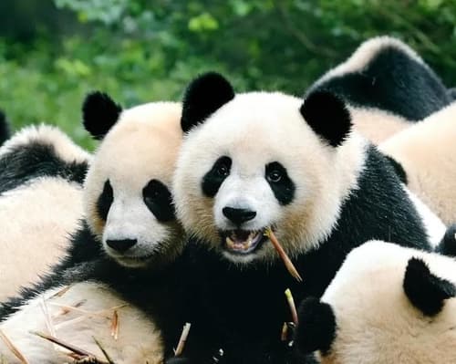 CHINA: Encuentro con los Osos Panda 11/05