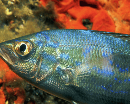 Appartamenti Roulette Linosa, 