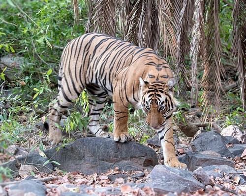 Il Ruggito dell' India