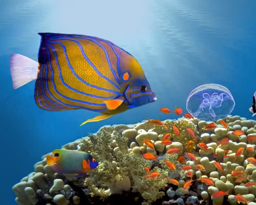 Séjour au Concorde El Salam Sharm El Sheikh Front Hotel 5*