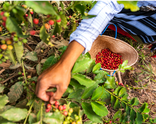 4 Days. JAZAN (5* - Rural Coffee Farm)