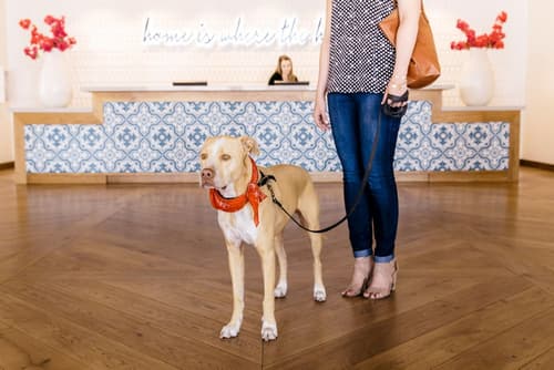 Hotel Adeline, Scottsdale, a Tribute Portfolio Hotel, Reception