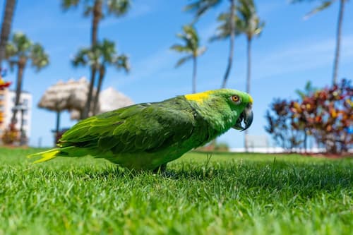 Best Western Plus Beach Resort, Reception