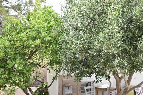 Andriani's Guest House, Terrace/patio