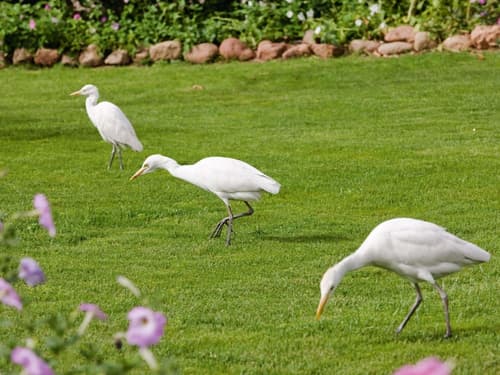 Mövenpick Resort Sharm El Sheik Naama Bay, Room